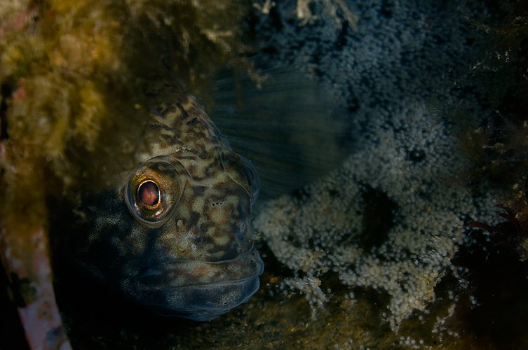 Gobius niger 3